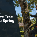 How to evaluate tree service in Spring Hill